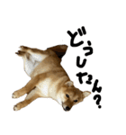 成長した御犬様（個別スタンプ：7）