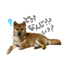 成長した御犬様（個別スタンプ：8）