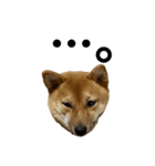 成長した御犬様（個別スタンプ：9）