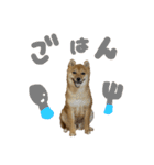 成長した御犬様（個別スタンプ：10）