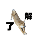 成長した御犬様（個別スタンプ：11）