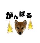 成長した御犬様（個別スタンプ：12）