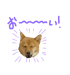 成長した御犬様（個別スタンプ：13）
