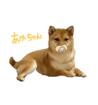 成長した御犬様（個別スタンプ：14）