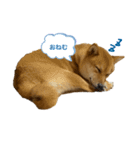 成長した御犬様（個別スタンプ：16）