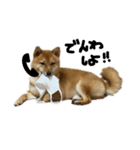 成長した御犬様（個別スタンプ：17）