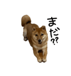 成長した御犬様（個別スタンプ：18）