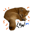 成長した御犬様（個別スタンプ：19）