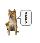 成長した御犬様（個別スタンプ：20）