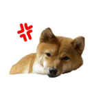 成長した御犬様（個別スタンプ：21）