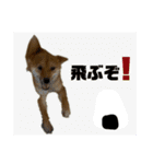 成長した御犬様（個別スタンプ：22）
