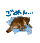 成長した御犬様（個別スタンプ：23）