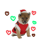 成長した御犬様（個別スタンプ：24）