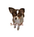 うちの名犬ニコちゃん（個別スタンプ：1）