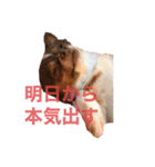 うちの名犬ニコちゃん（個別スタンプ：2）