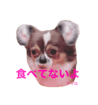 うちの名犬ニコちゃん（個別スタンプ：3）