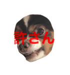 うちの名犬ニコちゃん（個別スタンプ：4）