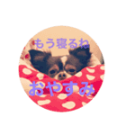 うちの名犬ニコちゃん（個別スタンプ：5）