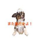 うちの名犬ニコちゃん（個別スタンプ：6）