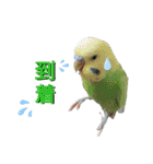 ぴたぽぷぱちぺぱ（個別スタンプ：1）
