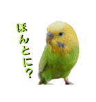 ぴたぽぷぱちぺぱ（個別スタンプ：2）