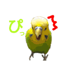 ぴたぽぷぱちぺぱ（個別スタンプ：4）