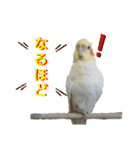 ぴたぽぷぱちぺぱ（個別スタンプ：6）