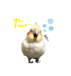 ぴたぽぷぱちぺぱ（個別スタンプ：7）