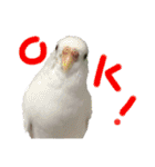 ぴたぽぷぱちぺぱ（個別スタンプ：8）