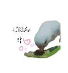 ぴたぽぷぱちぺぱ（個別スタンプ：10）