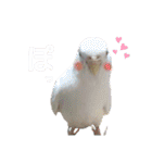 ぴたぽぷぱちぺぱ（個別スタンプ：11）