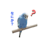 ぴたぽぷぱちぺぱ（個別スタンプ：13）
