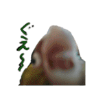 ぴたぽぷぱちぺぱ（個別スタンプ：19）