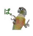 ぴたぽぷぱちぺぱ（個別スタンプ：20）