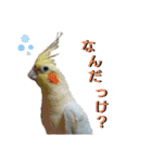 ぴたぽぷぱちぺぱ（個別スタンプ：21）