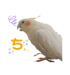 ぴたぽぷぱちぺぱ（個別スタンプ：25）