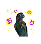 ぴたぽぷぱちぺぱ（個別スタンプ：31）