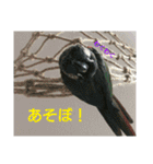 ぴたぽぷぱちぺぱ（個別スタンプ：34）