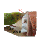 ぴたぽぷぱちぺぱ（個別スタンプ：37）