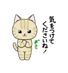 猫さん、ぎゅっ！（個別スタンプ：4）