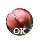 zakuro fruits（個別スタンプ：1）