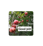 zakuro fruits（個別スタンプ：3）