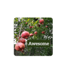 zakuro fruits（個別スタンプ：7）