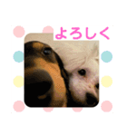 るー、れお、みる（個別スタンプ：3）