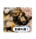 るー、れお、みる（個別スタンプ：5）