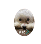 るー、れお、みる（個別スタンプ：11）