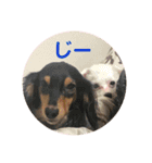 るー、れお、みる（個別スタンプ：13）