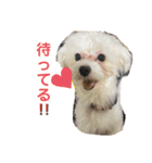 るー、れお、みる（個別スタンプ：15）