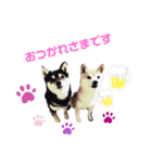 豆柴親子 ぼたんとてつこのスタンプ（個別スタンプ：5）
