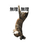 やる気のない猫のしょこたん（個別スタンプ：2）